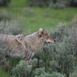 Photo Coyote, Mange