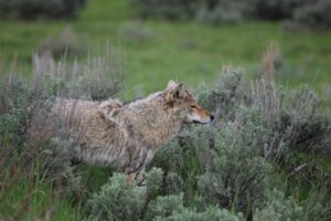 Photo Coyote, Mange